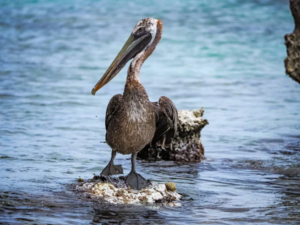 Karayip Adası Curacao Daki Kahverengi Pelikanlar — Stok fotoğraf