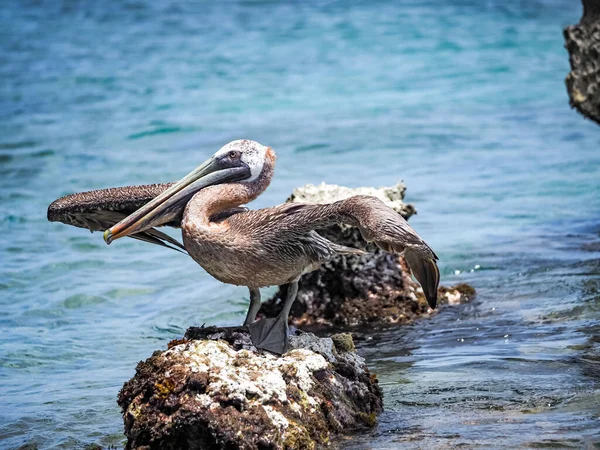 Bruna Pelikaner Den Karibiska Curacao — Stockfoto