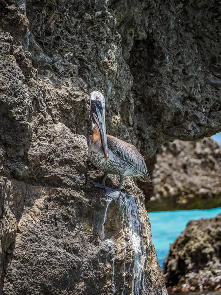 Bruna Pelikaner Den Karibiska Curacao — Stockfoto