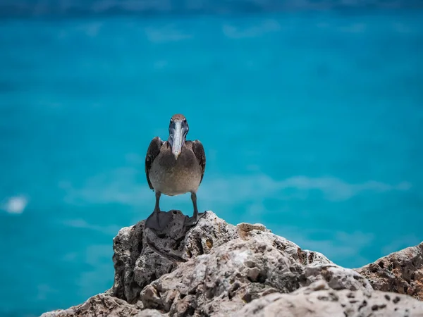 Bruna Pelikaner Den Karibiska Curacao — Stockfoto