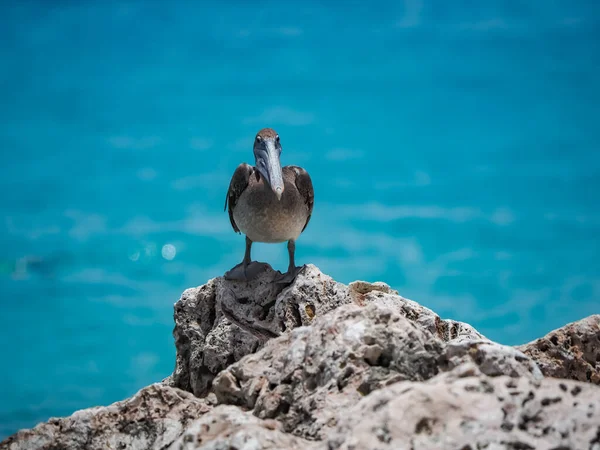 Bruine Pelikanen Het Caribische Eiland Curacao — Stockfoto