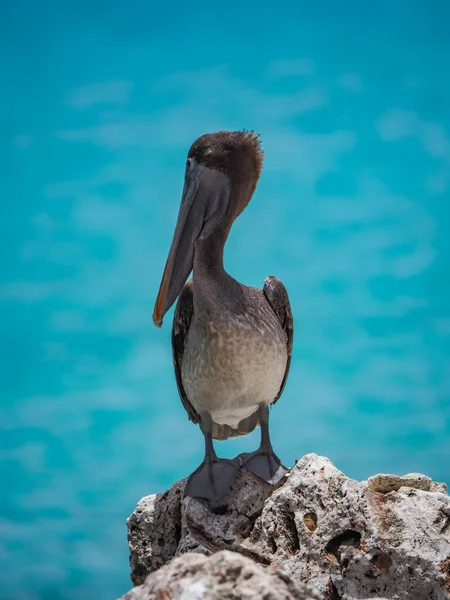 Karayip Adası Curacao Daki Kahverengi Pelikanlar — Stok fotoğraf