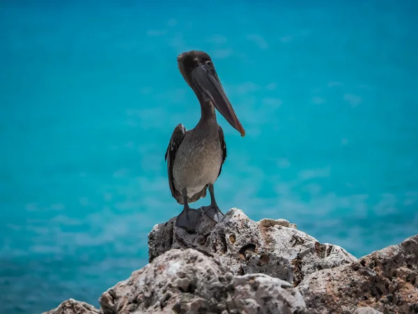 Brown Pelicans Caribbean Island Curacao — Stock Photo, Image