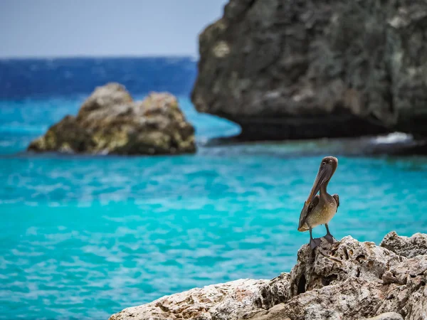 Brązowe Pelikany Karaibskiej Wyspie Curacao — Zdjęcie stockowe