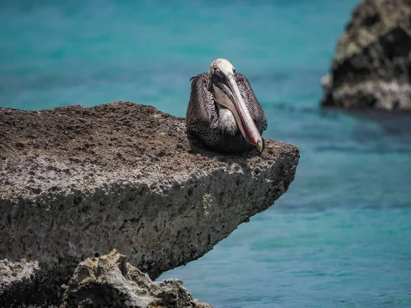 Karayip Adası Curacao Daki Kahverengi Pelikanlar — Stok fotoğraf