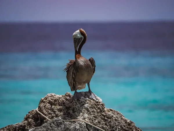 Bruna Pelikaner Den Karibiska Curacao — Stockfoto