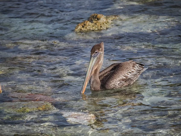 Vues Autour Île Caribéenne Curaçao — Photo