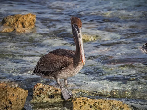 Karayip Adası Curacao Nun Manzarası — Stok fotoğraf