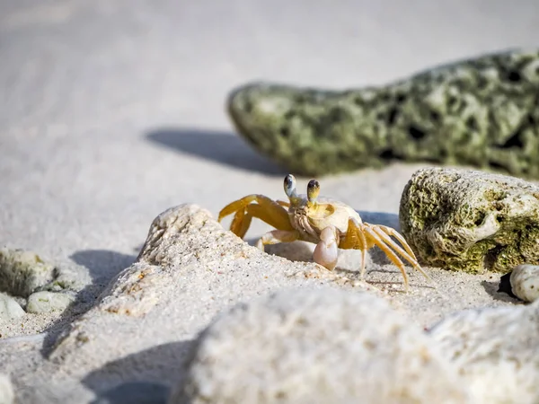 Vues Autour Île Caribéenne Curaçao — Photo