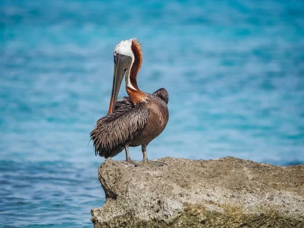 Karayip Adası Curacao Nun Manzarası — Stok fotoğraf