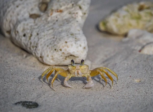 キュラソー島周辺の景色 — ストック写真