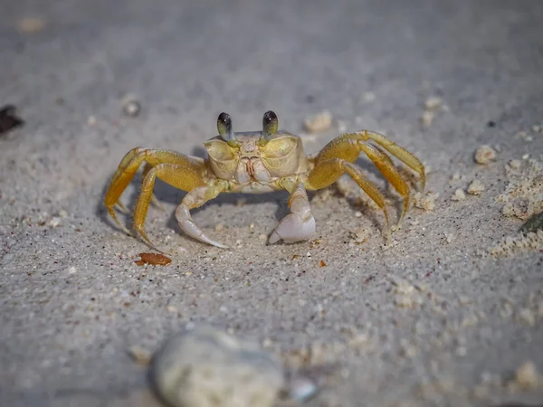 Karayip adası Curacao 'nun manzarası 
