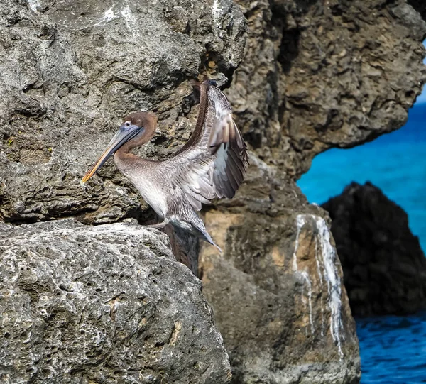 Utsikt Över Den Karibiska Curacao — Stockfoto