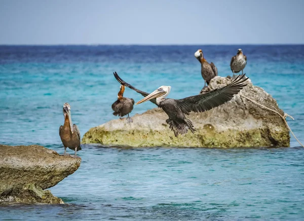 Utsikt Över Den Karibiska Curacao — Stockfoto