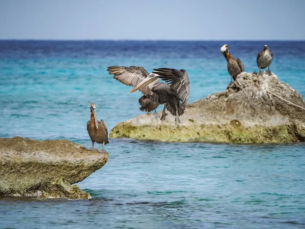 Karayip Adası Curacao Nun Manzarası — Stok fotoğraf