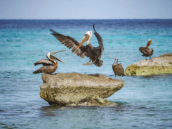 Utsikt Över Den Karibiska Curacao — Stockfoto