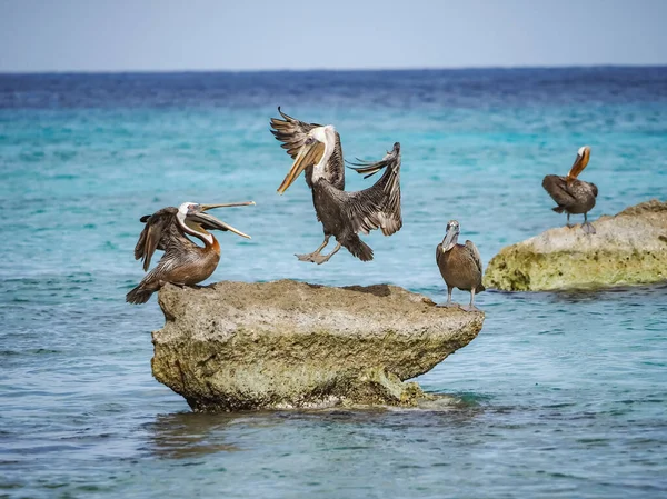 Utsikt Över Den Karibiska Curacao — Stockfoto