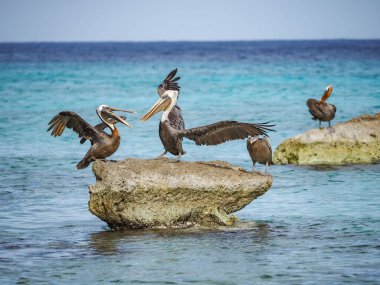 Karayip adası Curacao 'nun manzarası 