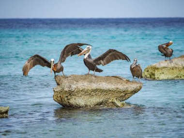 Karayip adası Curacao 'nun manzarası 