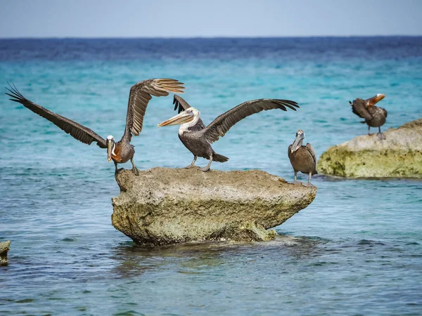 Utsikt Över Den Karibiska Curacao — Stockfoto