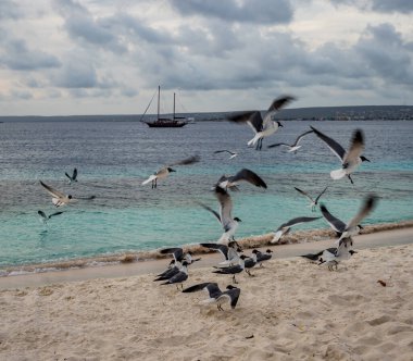 Karayipler 'in Bonaire Adası' nın manzarası