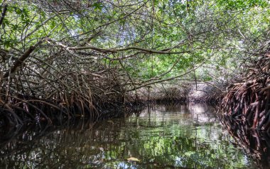 Karayipler 'in Bonaire Adası' nın manzarası