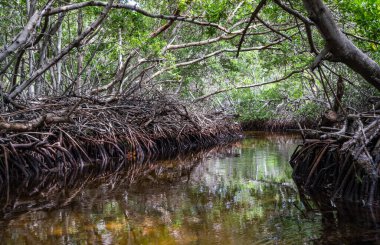 Karayipler 'in Bonaire Adası' nın manzarası