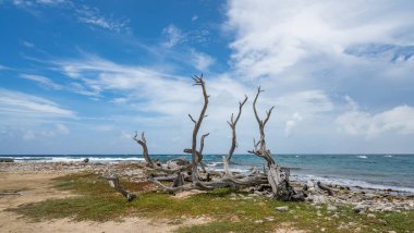 Karayipler 'in Bonaire Adası' nın manzarası