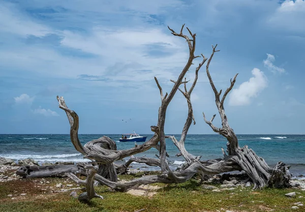 Ansichten Rund Die Karibik Insel Bonaire — Stockfoto