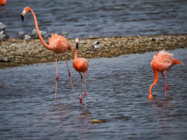 Karayipler 'in Bonaire Adası' nın manzarası