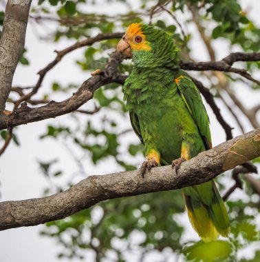 Karayipler 'in Bonaire Adası' nın manzarası