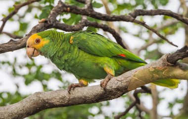 Karayipler 'in Bonaire Adası' nın manzarası