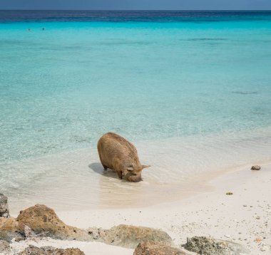 Yaban domuzlu güzel tropikal plaj
