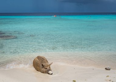 Yaban domuzlu güzel tropikal plaj