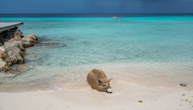 Yaban domuzlu güzel tropikal plaj