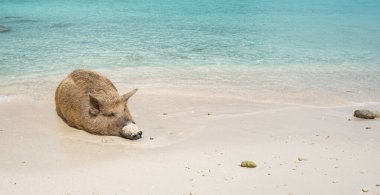 Yaban domuzlu güzel tropikal plaj