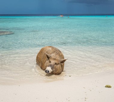 Yaban domuzlu güzel tropikal plaj