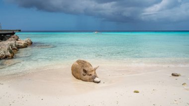 Yaban domuzlu güzel tropikal plaj
