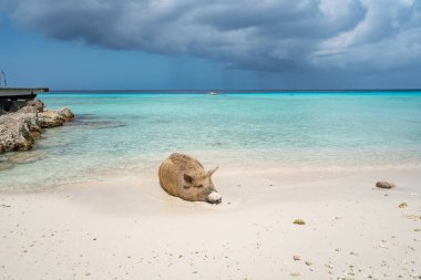 Yaban domuzlu güzel tropikal plaj