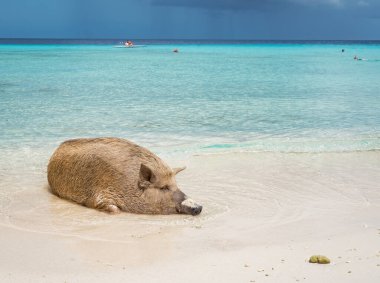 Yaban domuzlu güzel tropikal plaj