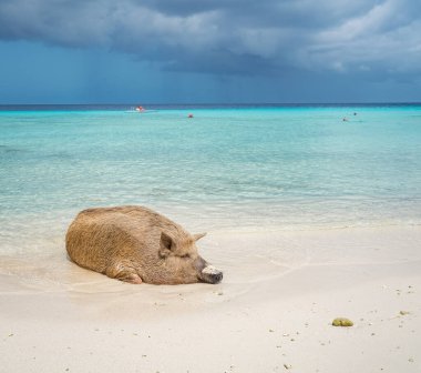 Yaban domuzlu güzel tropikal plaj