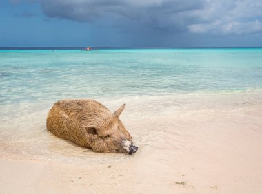 Yaban domuzlu güzel tropikal plaj