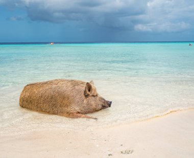 Yaban domuzlu güzel tropikal plaj
