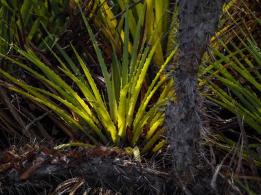 Çöldeki yeşil çimenler