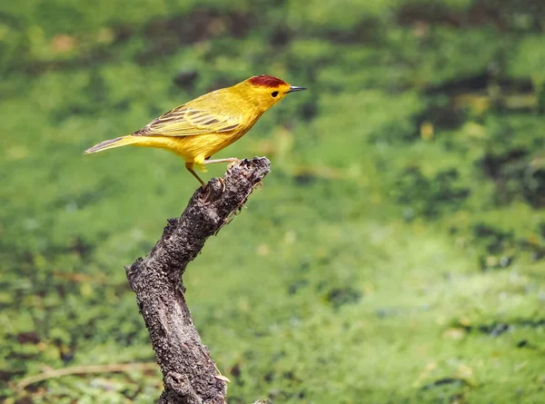 Výhled Karibský Ostrov Bonaire — Stock fotografie