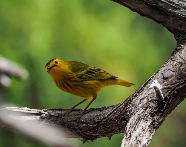 Výhled Karibský Ostrov Bonaire — Stock fotografie