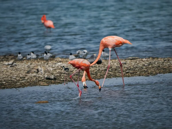 Nézetek Körül Karib Tenger Szigetén Bonaire — Stock Fotó