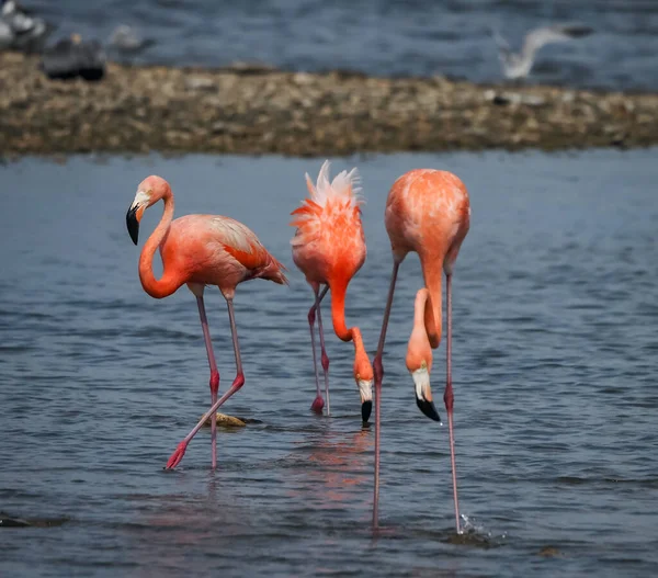 Vues Autour Île Caribéenne Bonaire — Photo