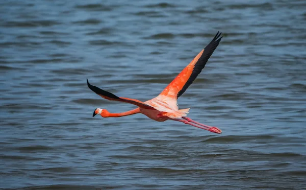 Ansichten Rund Die Karibik Insel Bonaire — Stockfoto