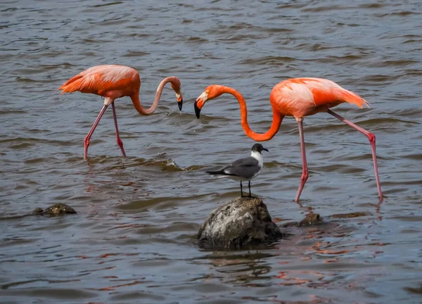 Nézetek Körül Karib Tenger Szigetén Bonaire — Stock Fotó